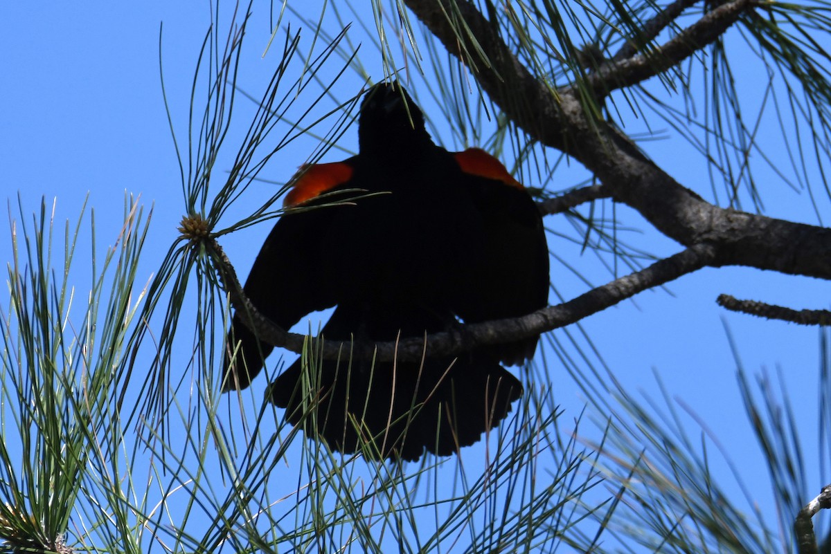 Red-winged Blackbird - ML618247118