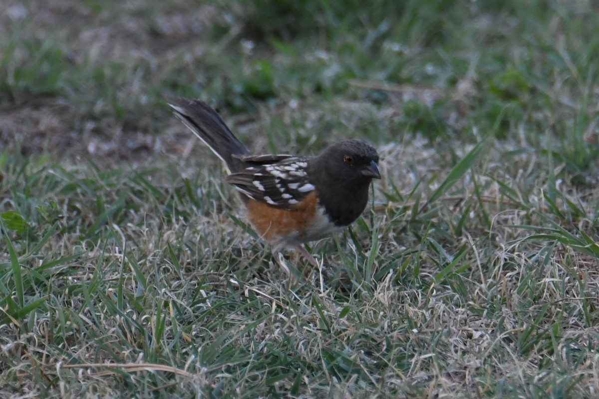 Spotted Towhee - ML618247138