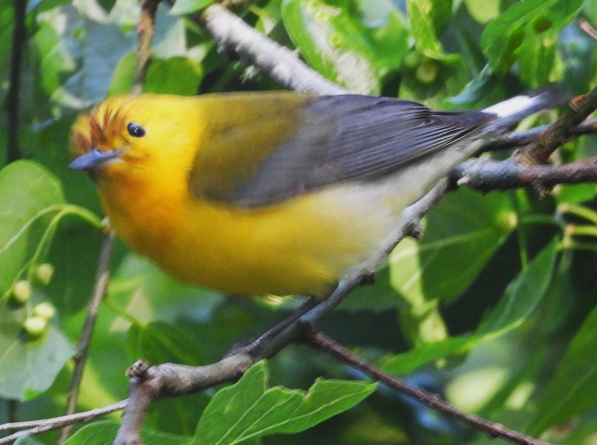 Prothonotary Warbler - ML618247158