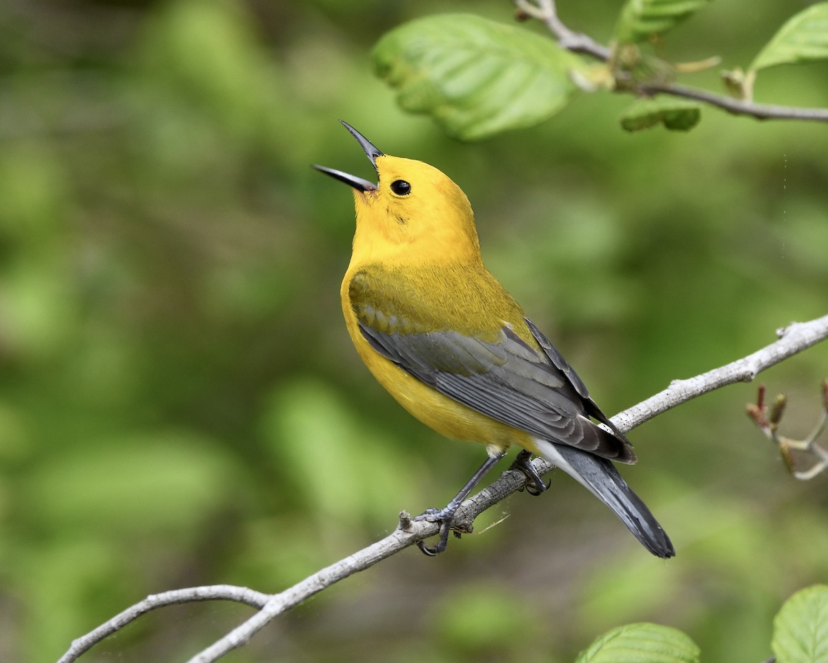 Prothonotary Warbler - Claudia Nielson