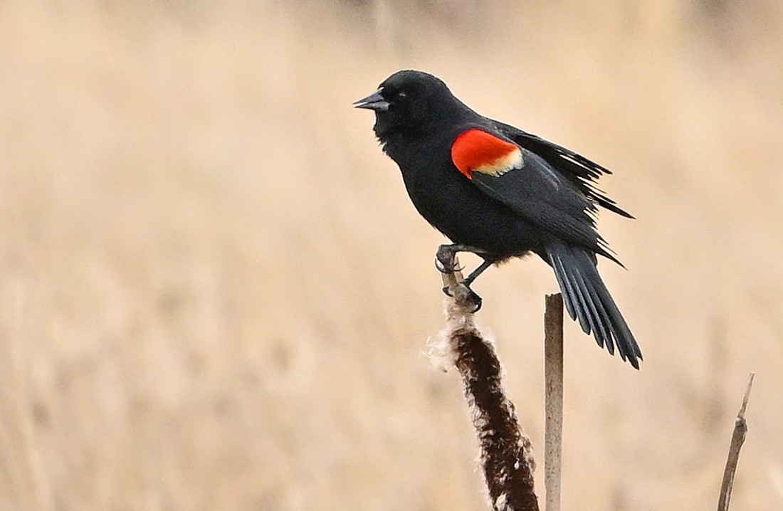 Red-winged Blackbird - ML618247167