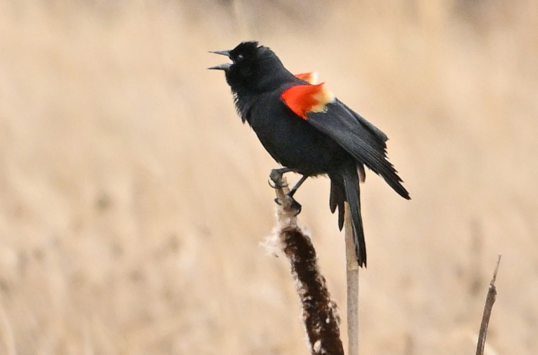 Red-winged Blackbird - ML618247171