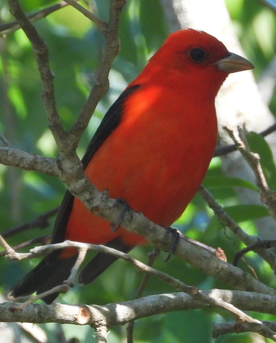 Scarlet Tanager - Eric Haskell