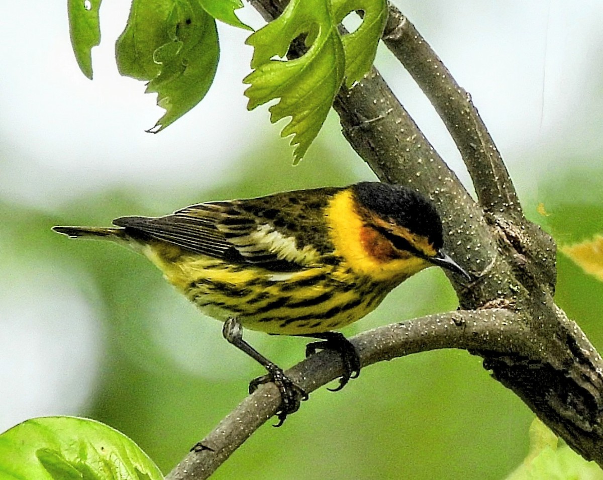 Cape May Warbler - ML618247200
