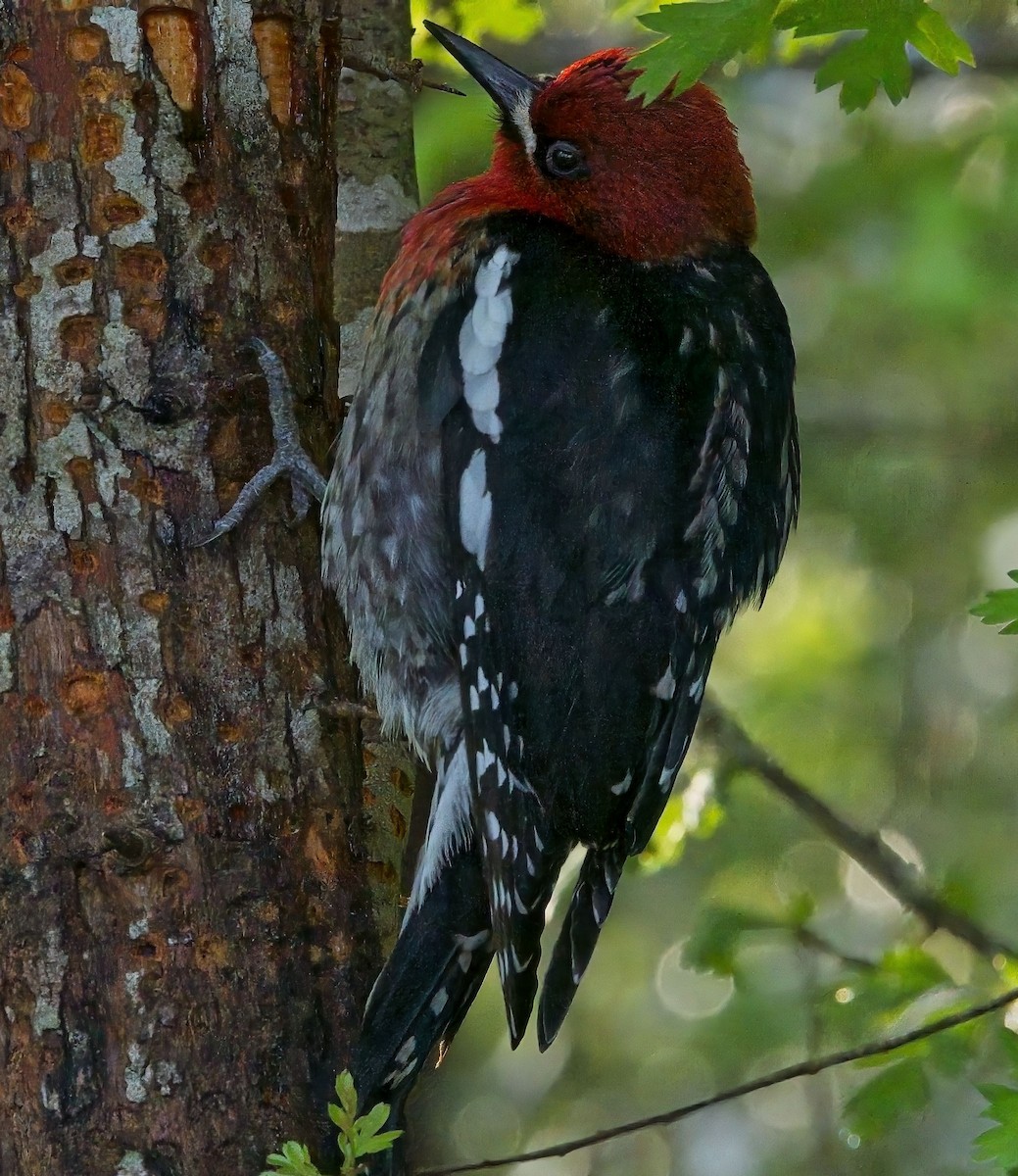 Red-breasted Sapsucker - ML618247202