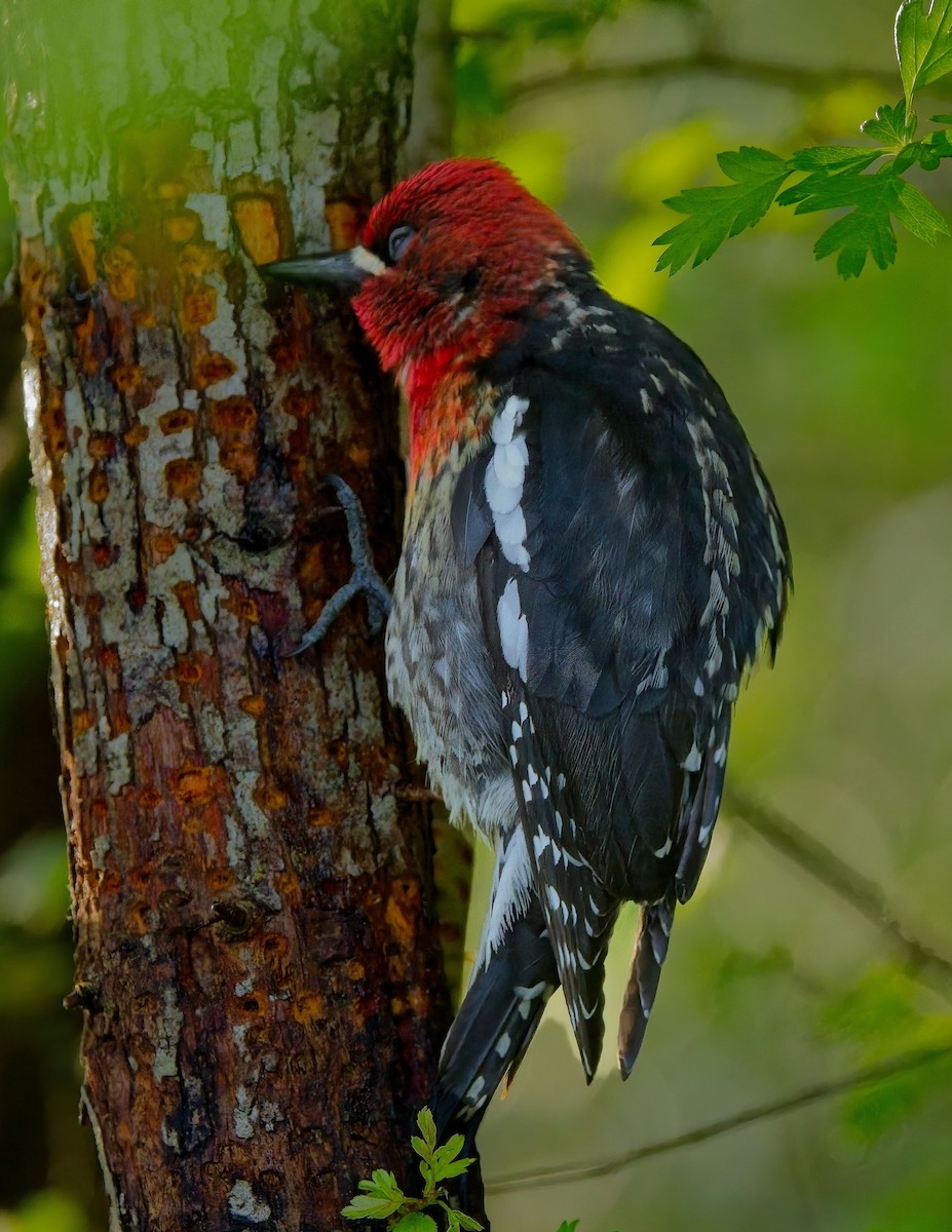 Red-breasted Sapsucker - ML618247203