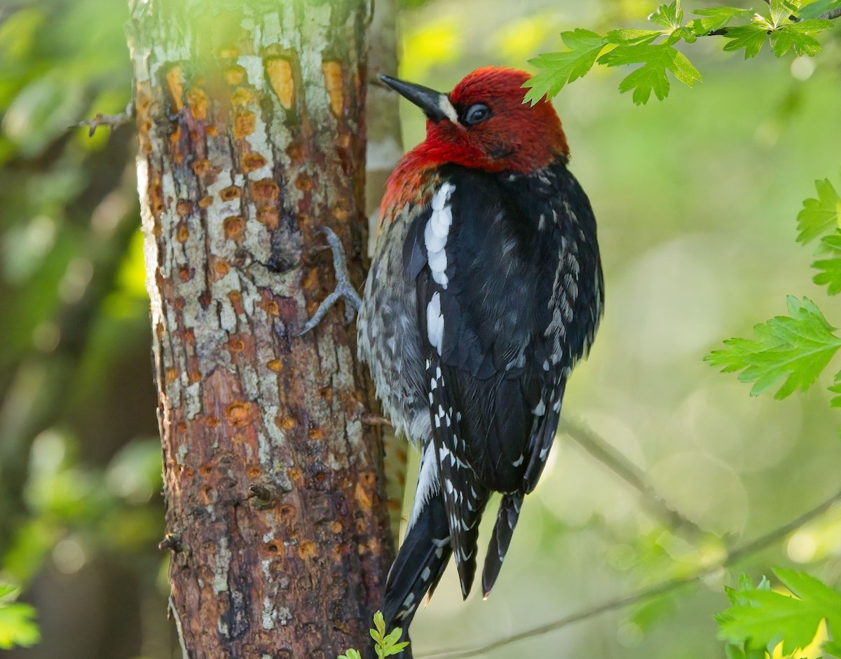 Red-breasted Sapsucker - ML618247204