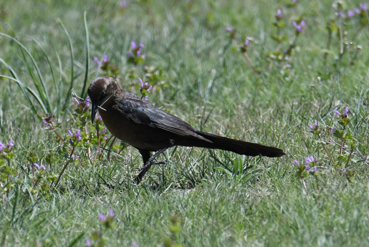 Great-tailed Grackle - ML618247267