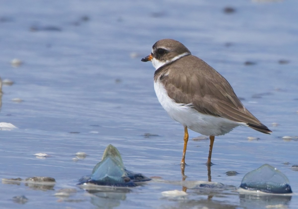 Semipalmated Plover - ML618247268
