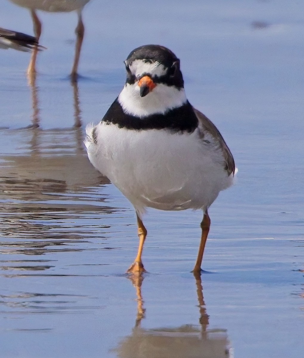Semipalmated Plover - ML618247269