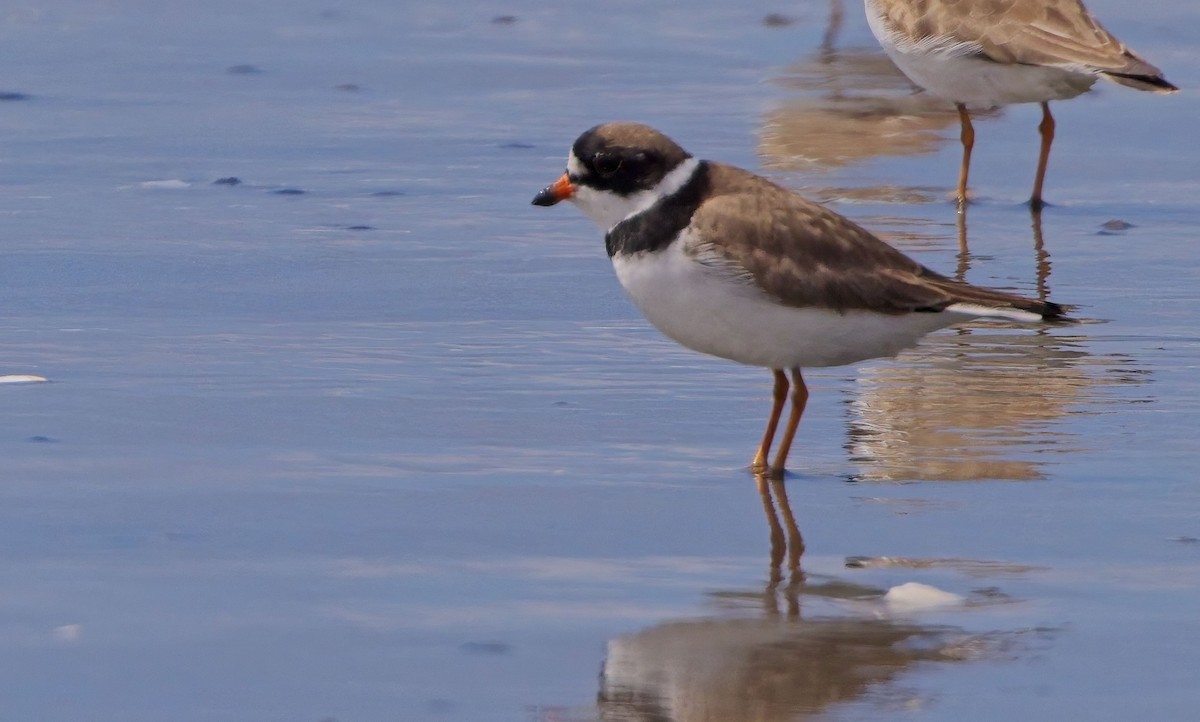 Semipalmated Plover - ML618247270