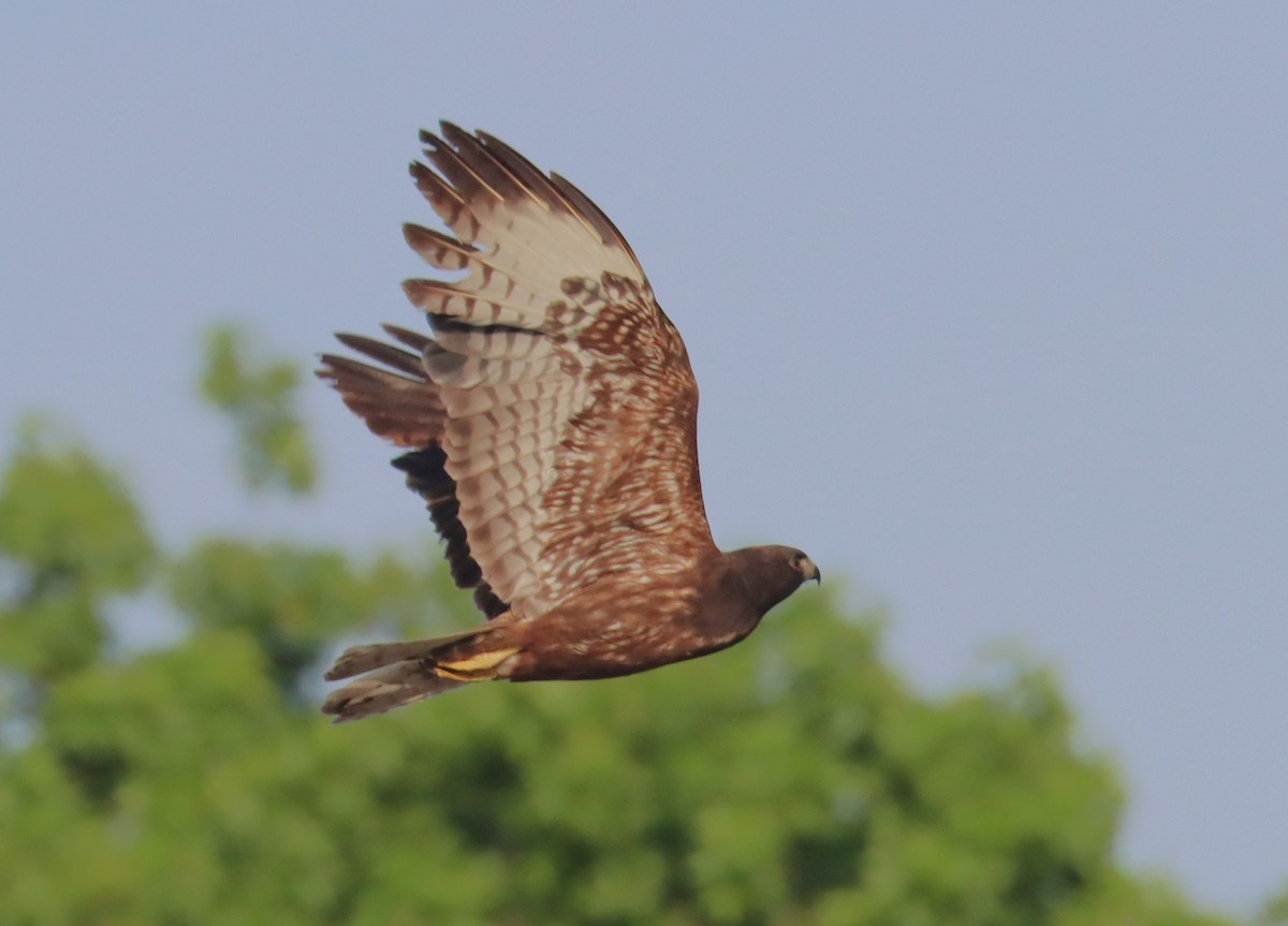 Short-tailed Hawk - ML618247286