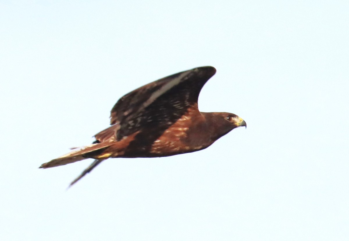 Short-tailed Hawk - Michael Brothers