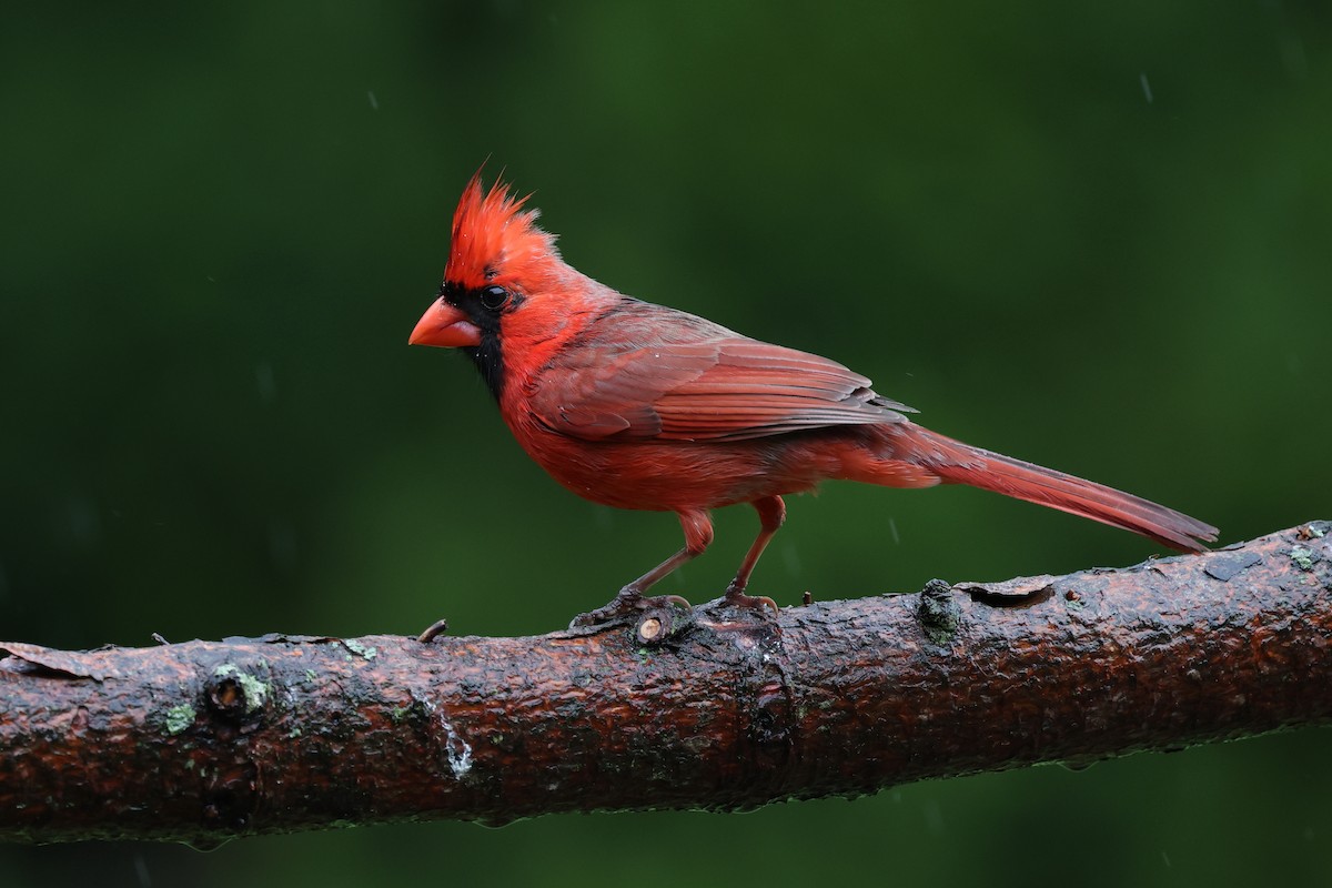 Northern Cardinal - Mark Sak