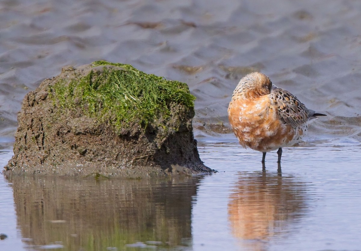 Red Knot - ML618247331