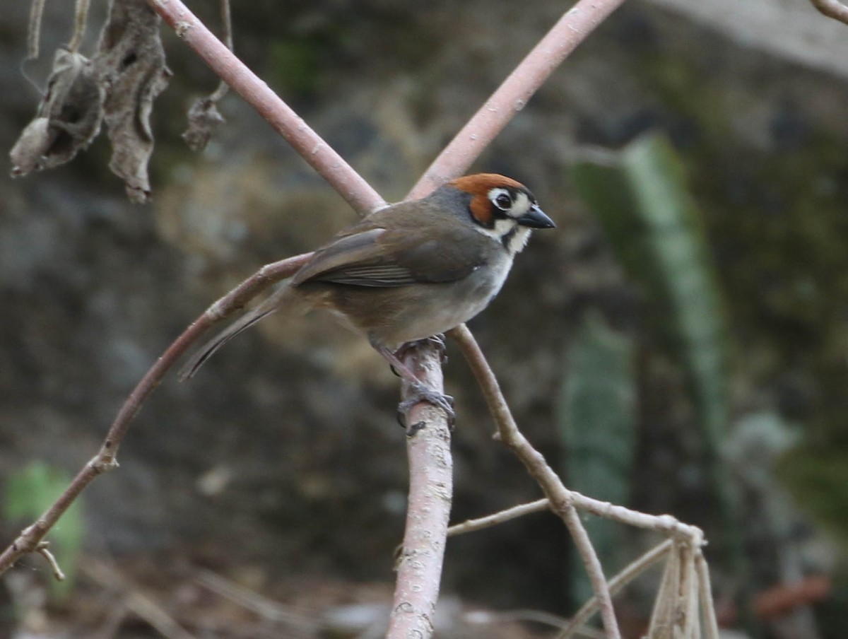 Cabanis's Ground-Sparrow - Roger Higbee