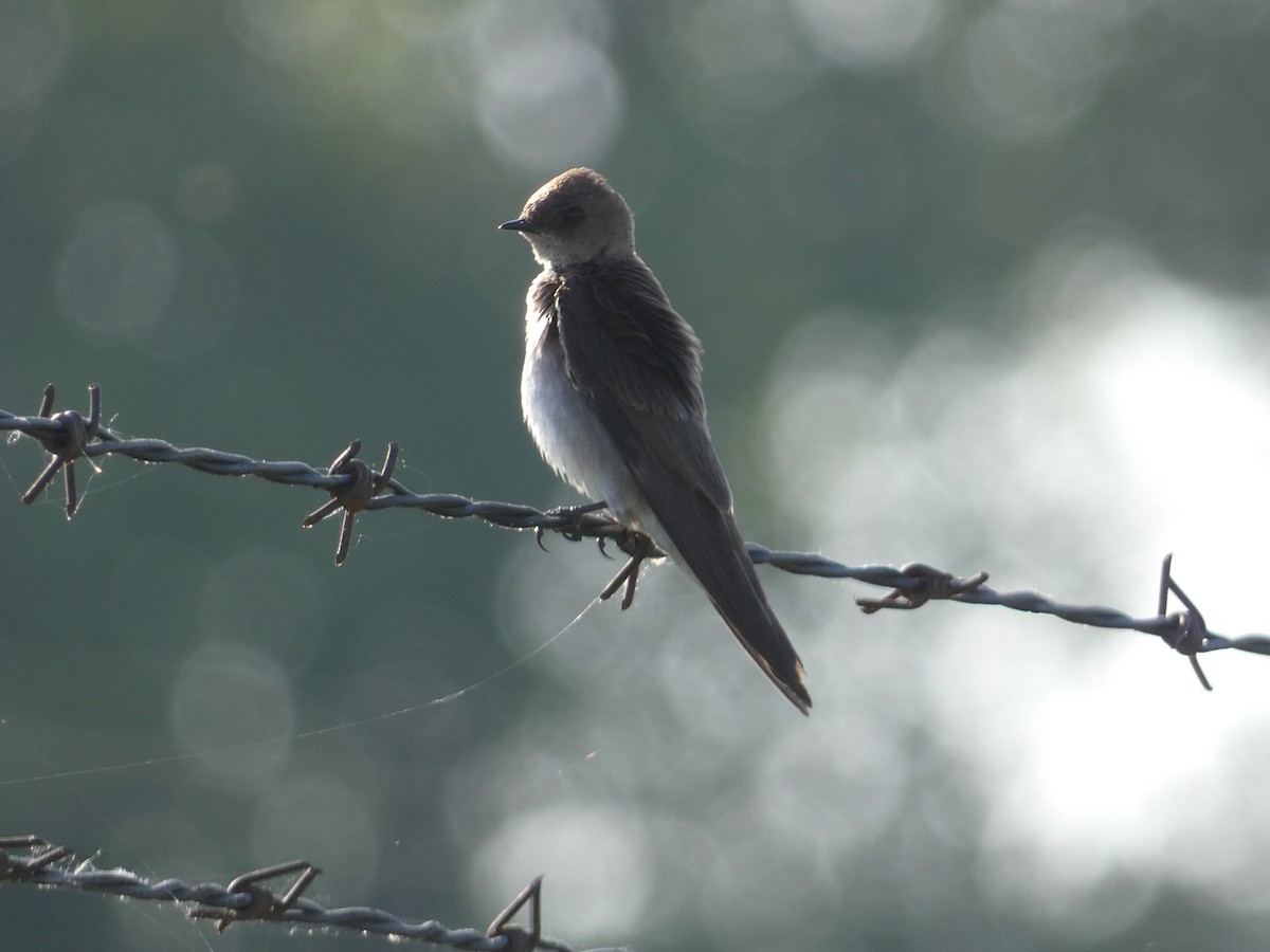 Northern Rough-winged Swallow - Matthew Matlock