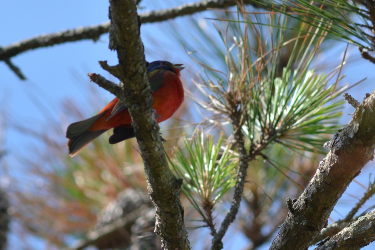 Painted Bunting - ML618247407