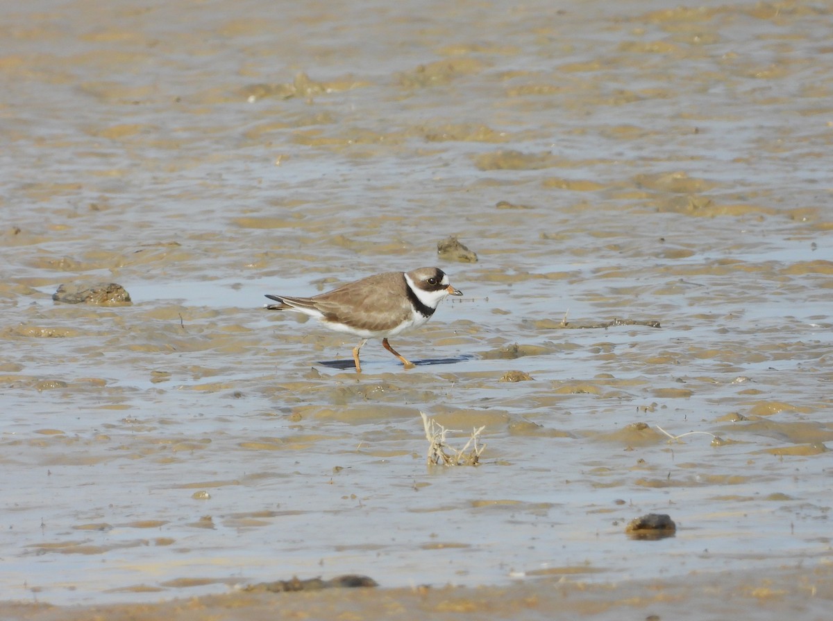 Semipalmated Plover - ML618247429
