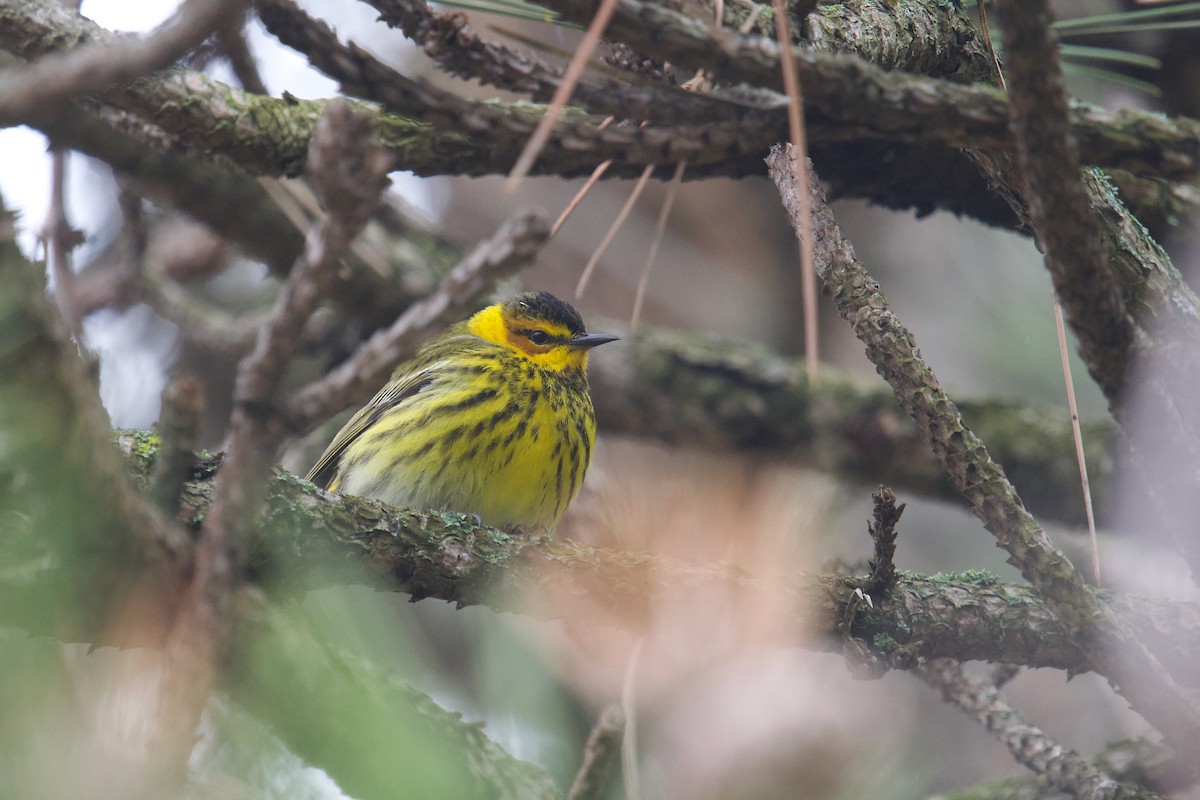 Cape May Warbler - ML618247443