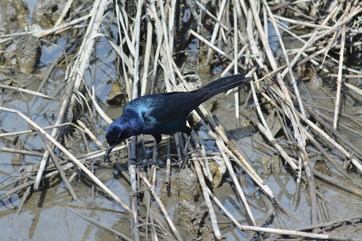 Boat-tailed Grackle - ML618247448