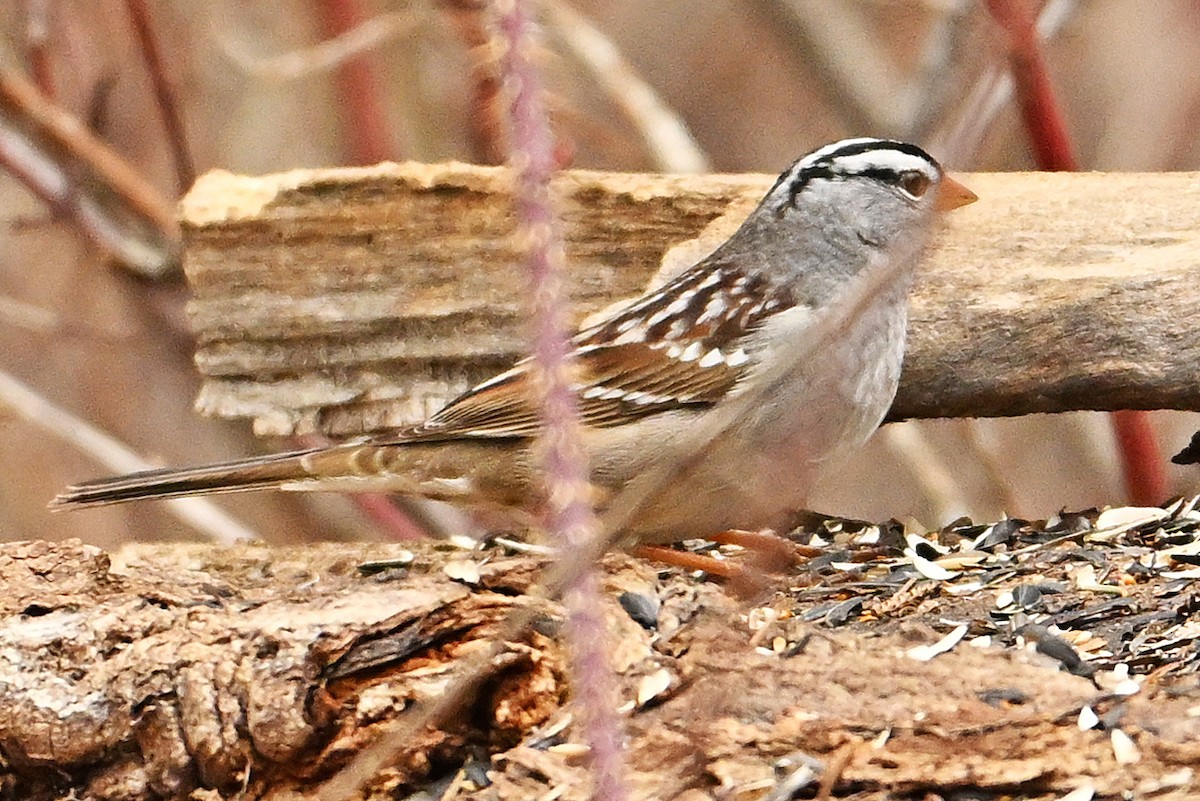 White-crowned Sparrow - ML618247467