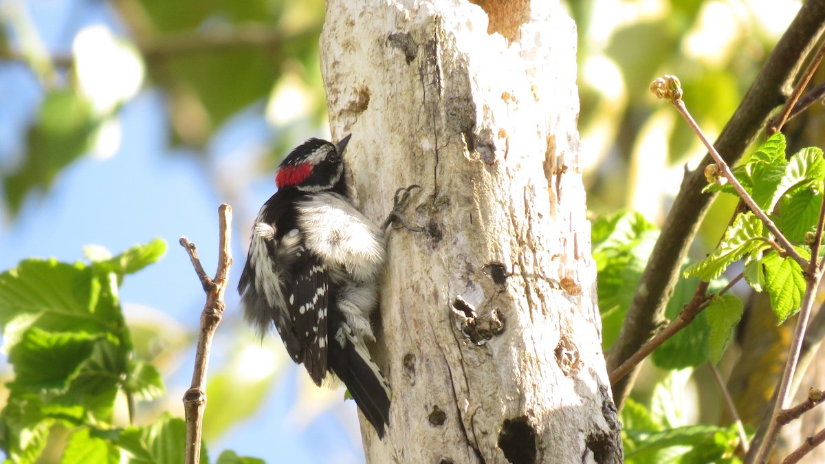 Downy Woodpecker - ML618247496