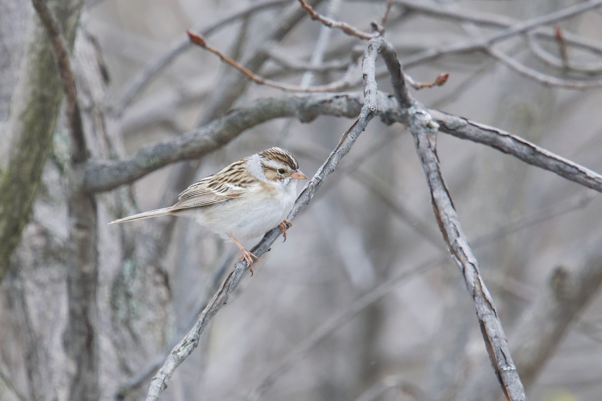 Clay-colored Sparrow - ML618247510