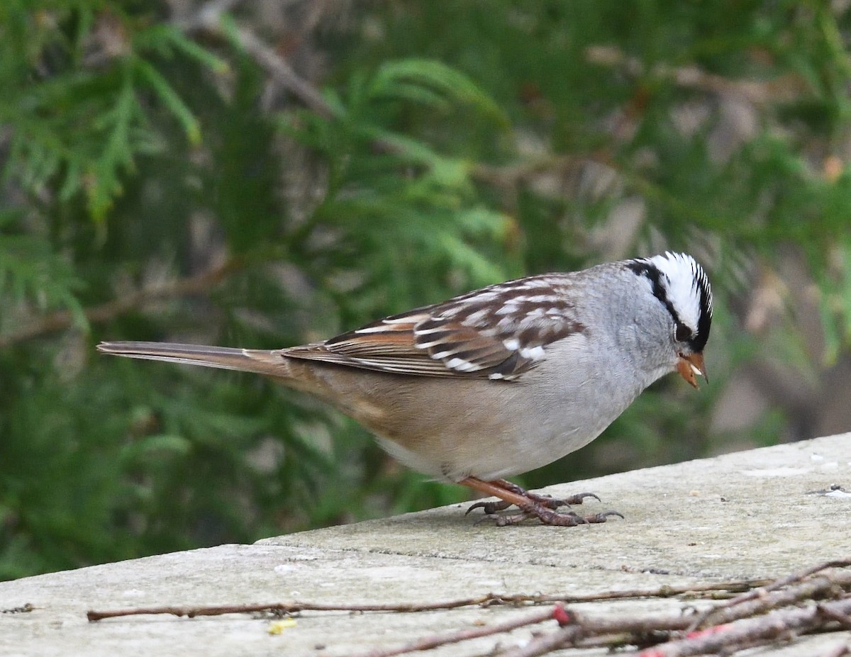 White-crowned Sparrow - Margaret Hough