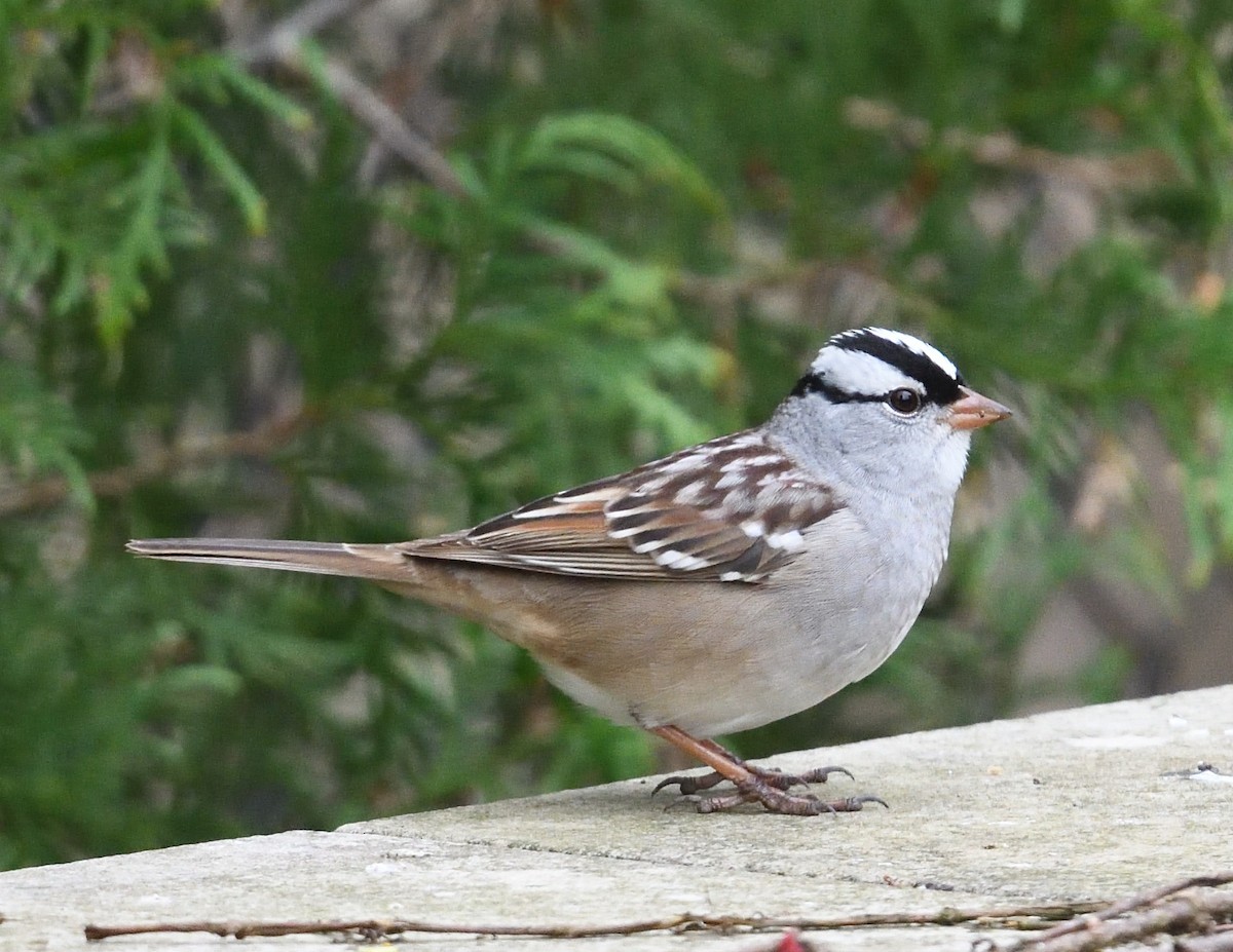 White-crowned Sparrow - Margaret Hough