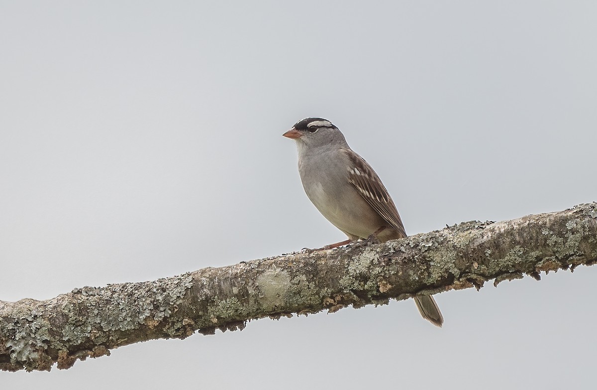 White-crowned Sparrow - ML618247553