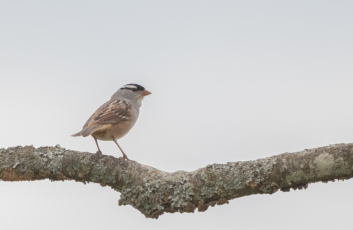 White-crowned Sparrow - Sandy Podulka
