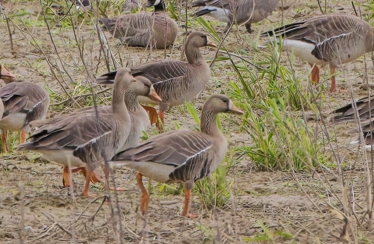 Greater White-fronted Goose - ML618247578