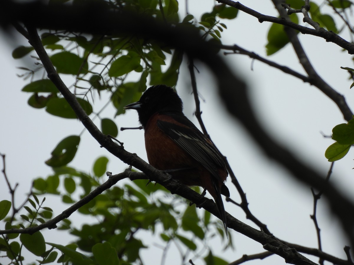 Orchard Oriole - ML618247579