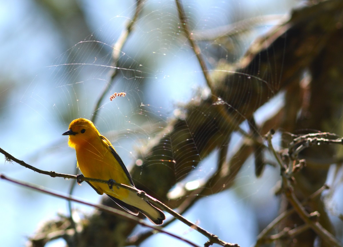 Prothonotary Warbler - ML618247591