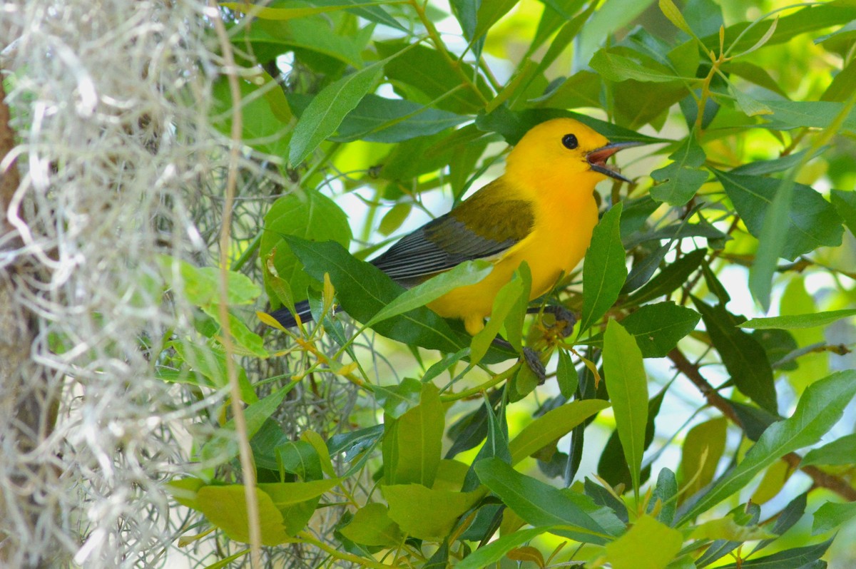 Prothonotary Warbler - ML618247592
