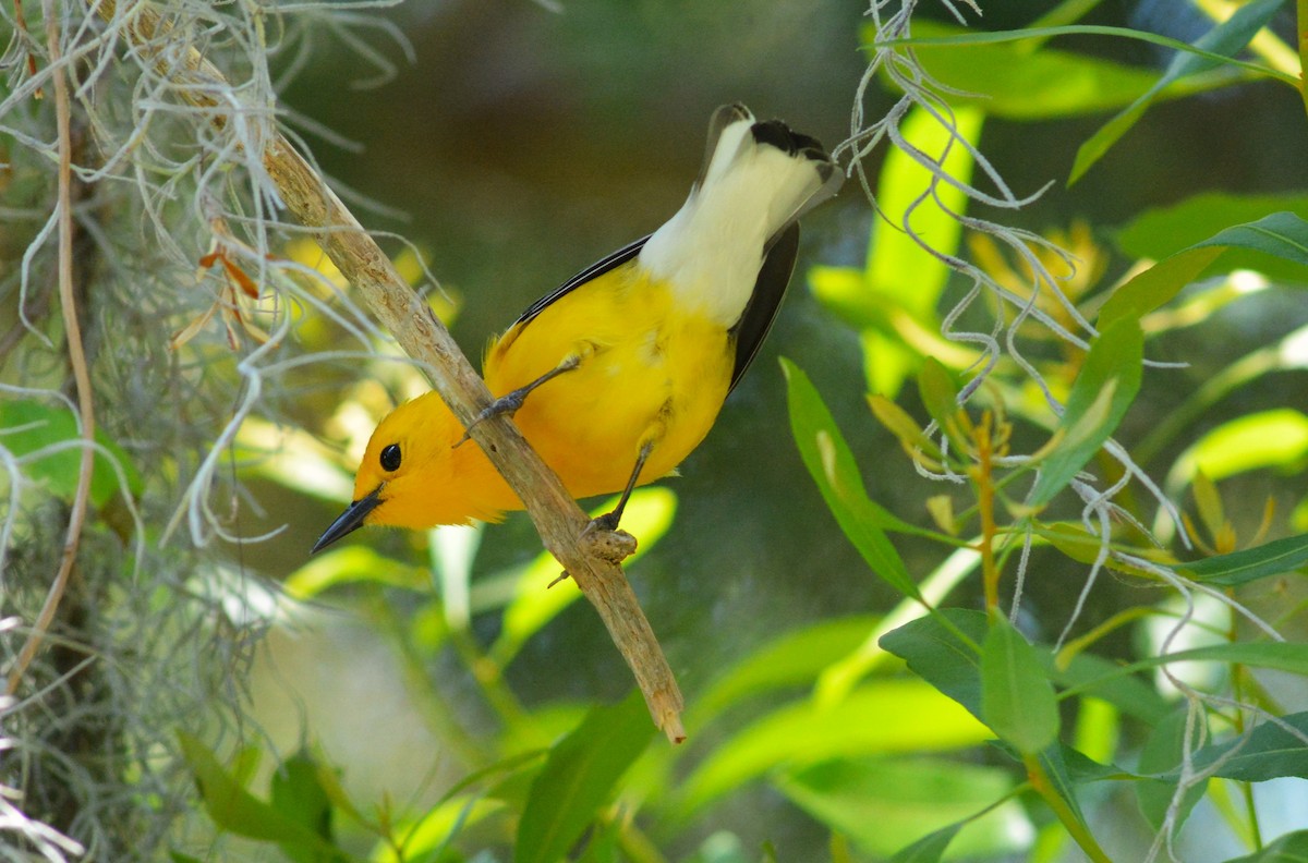 Prothonotary Warbler - ML618247593