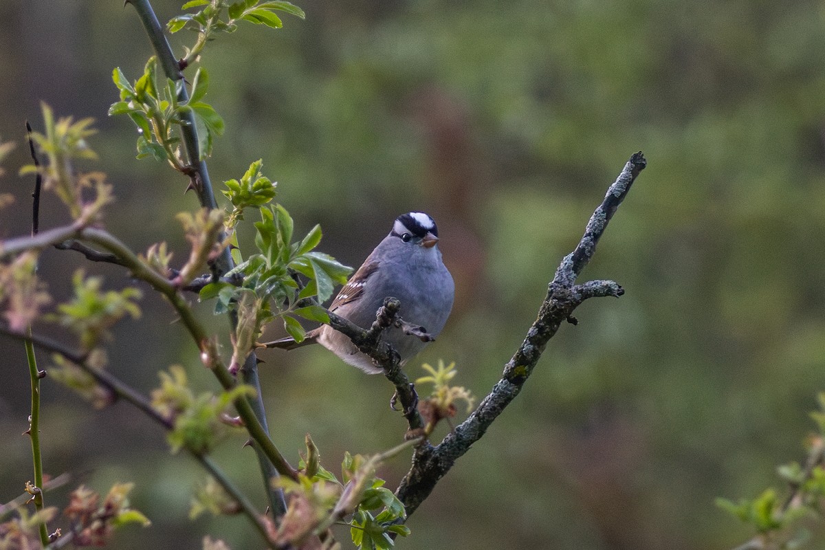 White-crowned Sparrow - Adam Farid