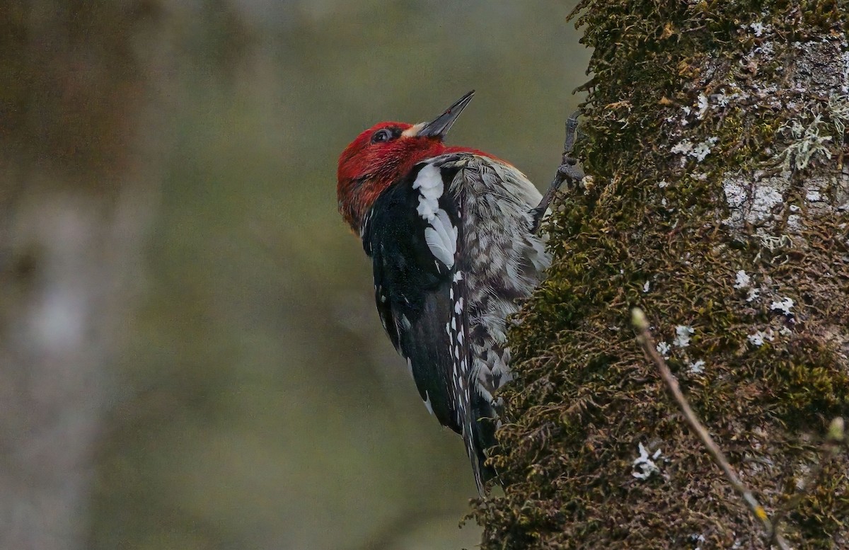 Red-breasted Sapsucker - ML618247607