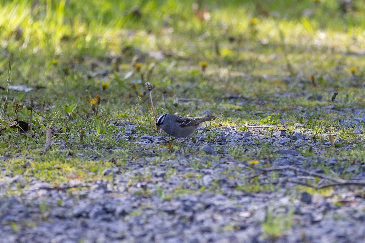 White-crowned Sparrow - ML618247609