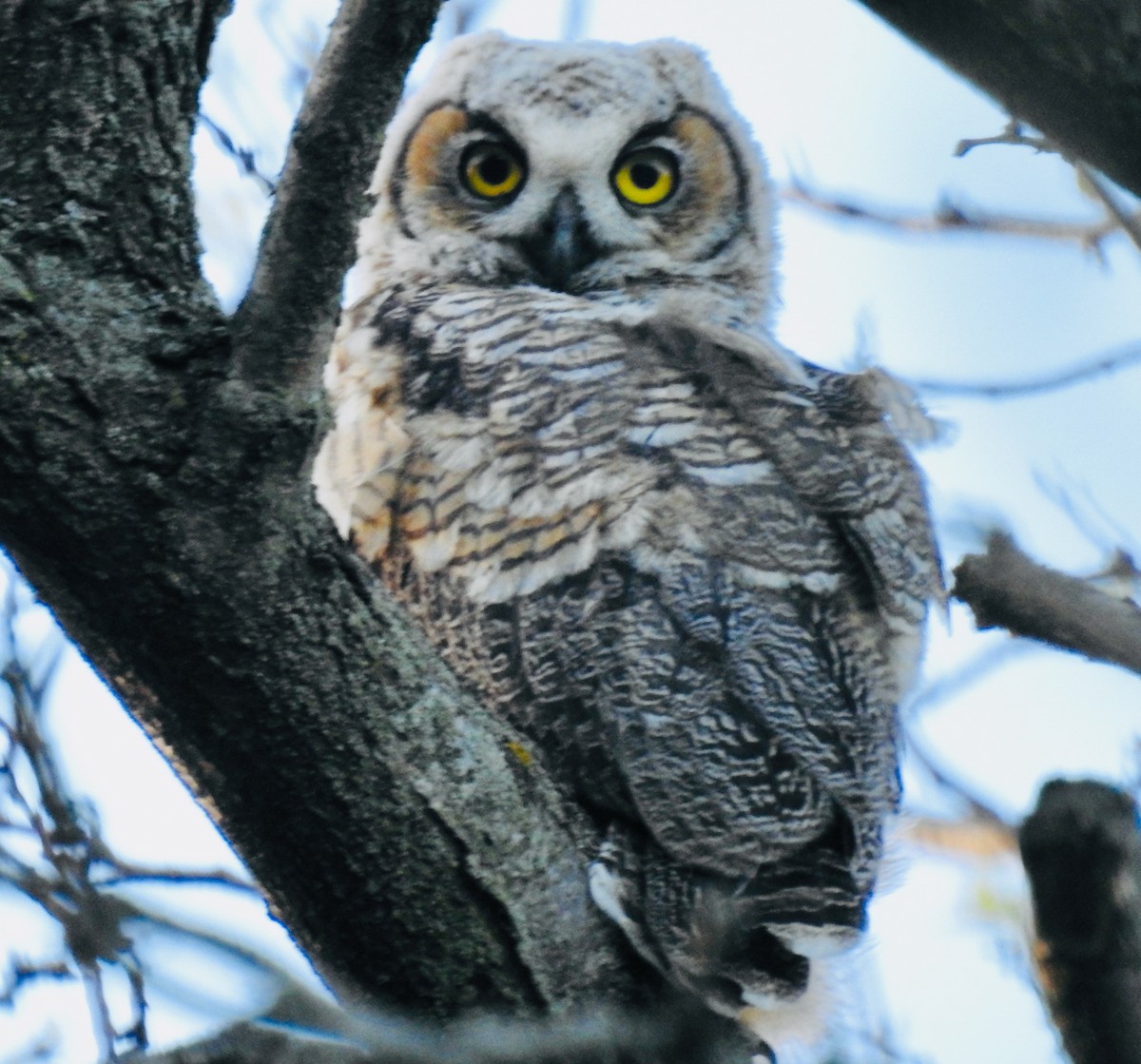 Great Horned Owl - ML618247621