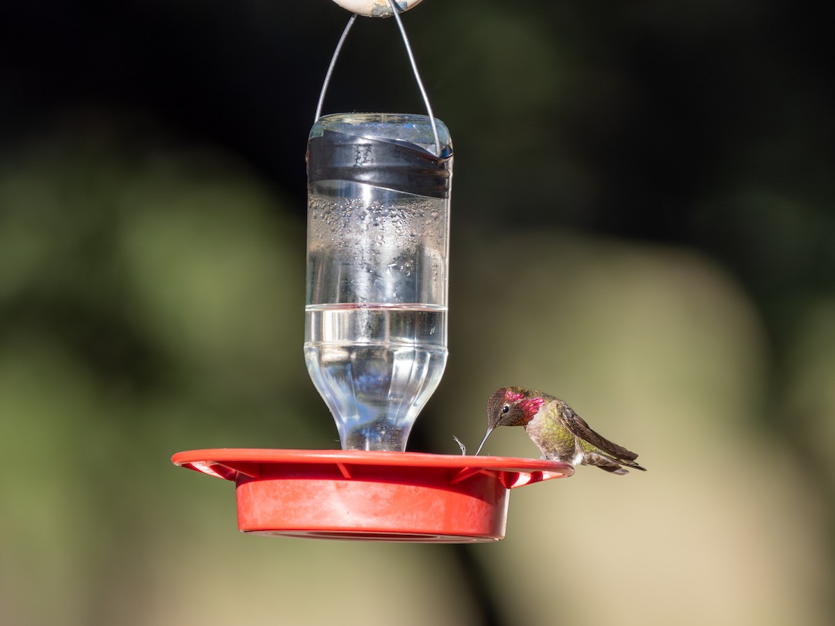 Anna's Hummingbird - ML618247622