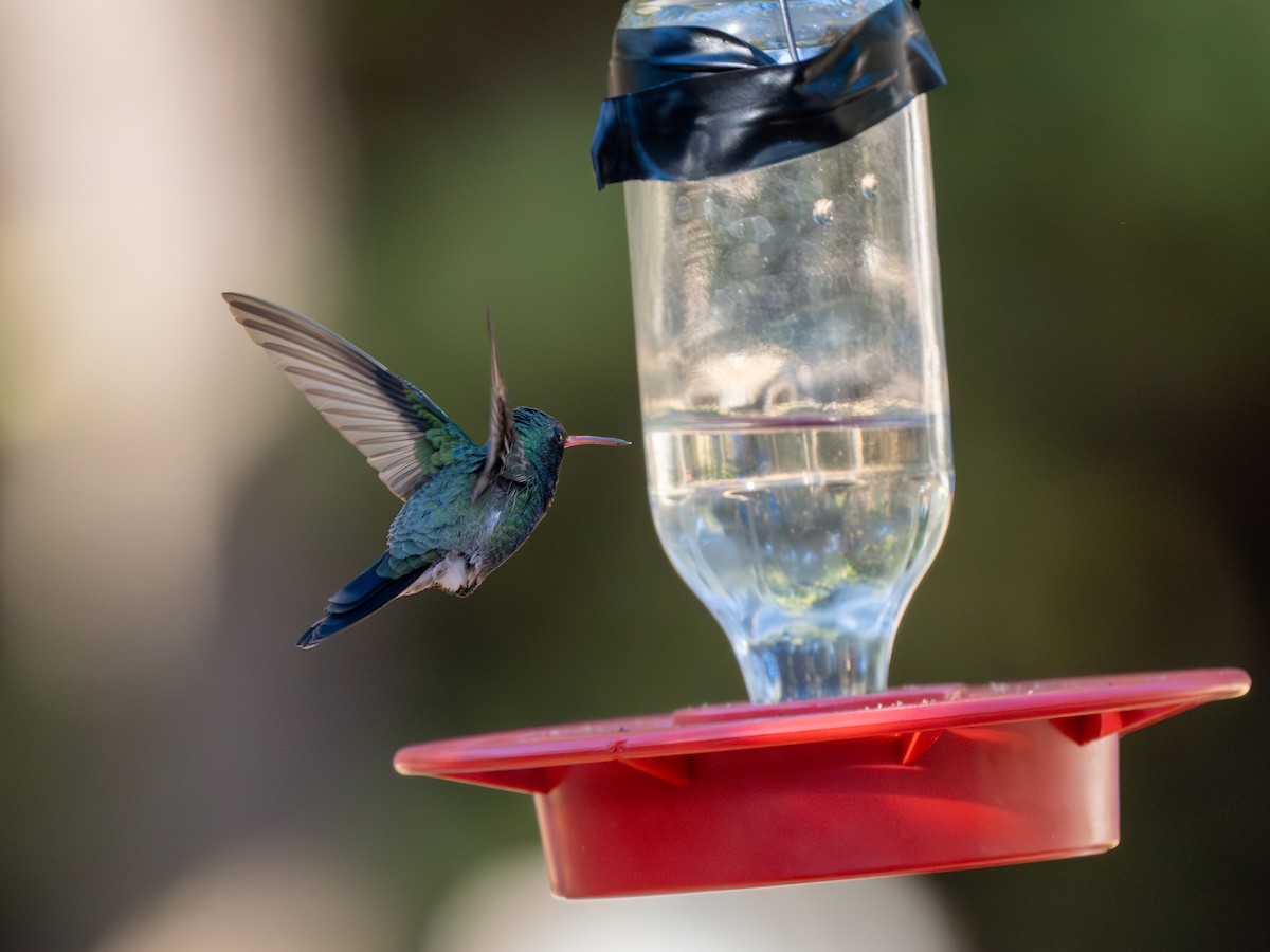 Broad-billed Hummingbird - Ken Ferguson