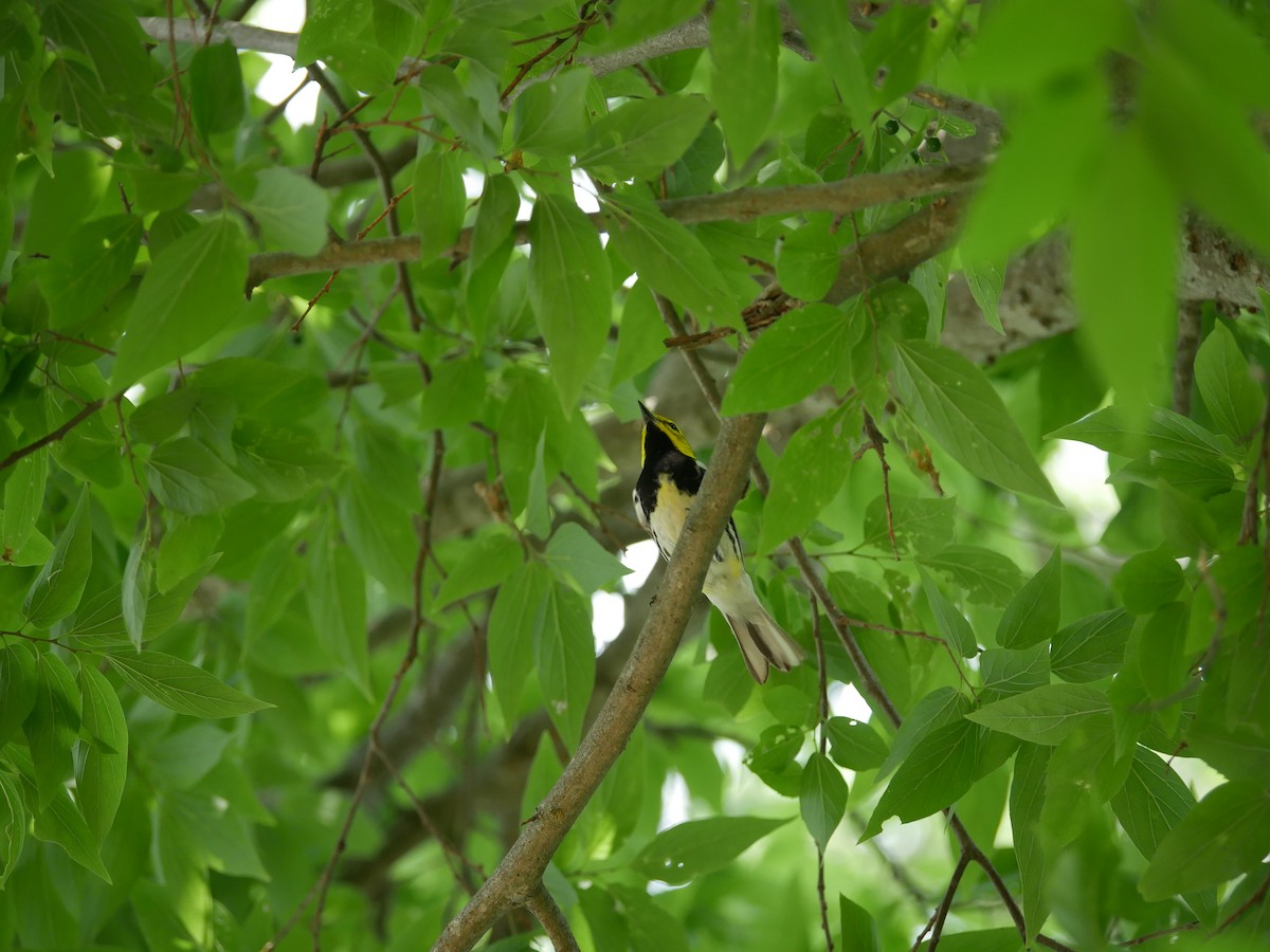 Golden-cheeked Warbler - ML618247629