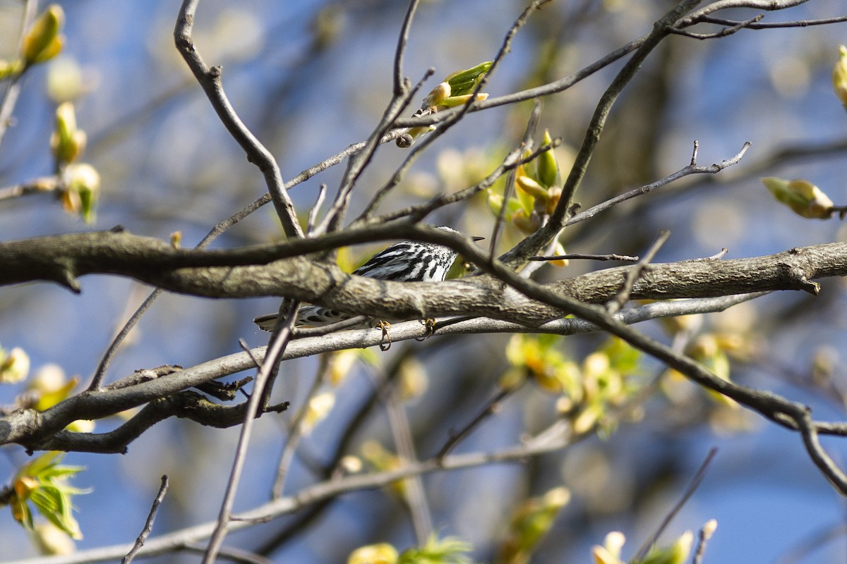 Black-and-white Warbler - ML618247654