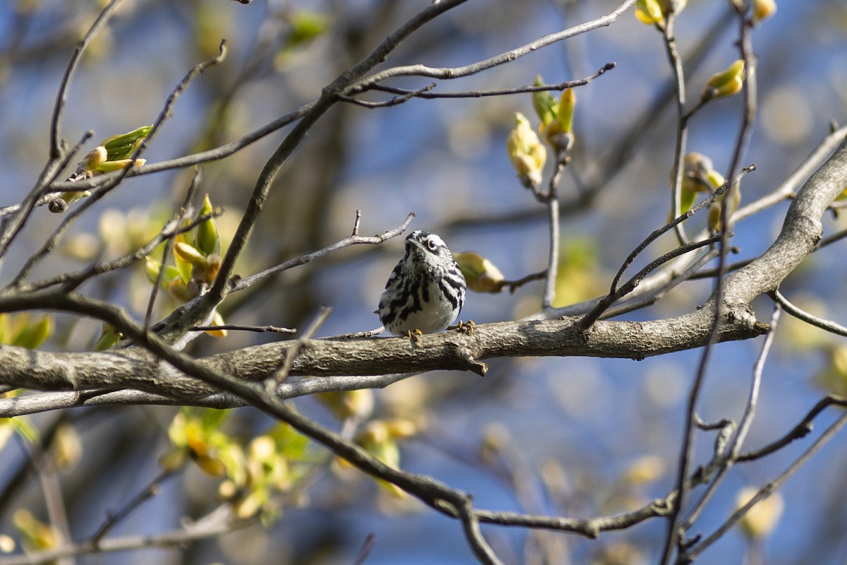 Black-and-white Warbler - ML618247662