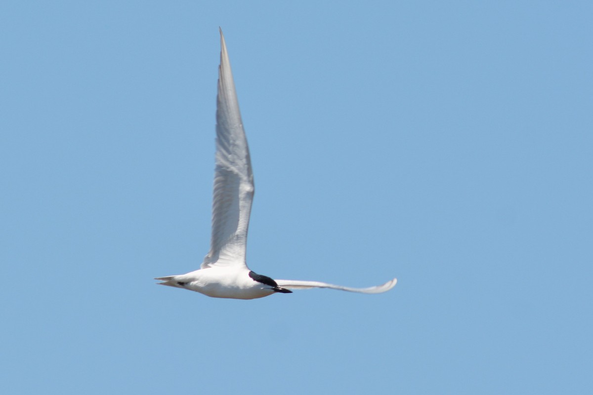Gull-billed Tern - ML618247666