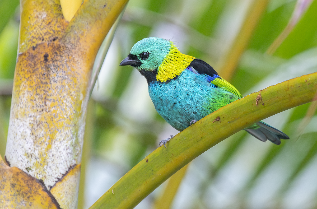 Green-headed Tanager - ML618247669