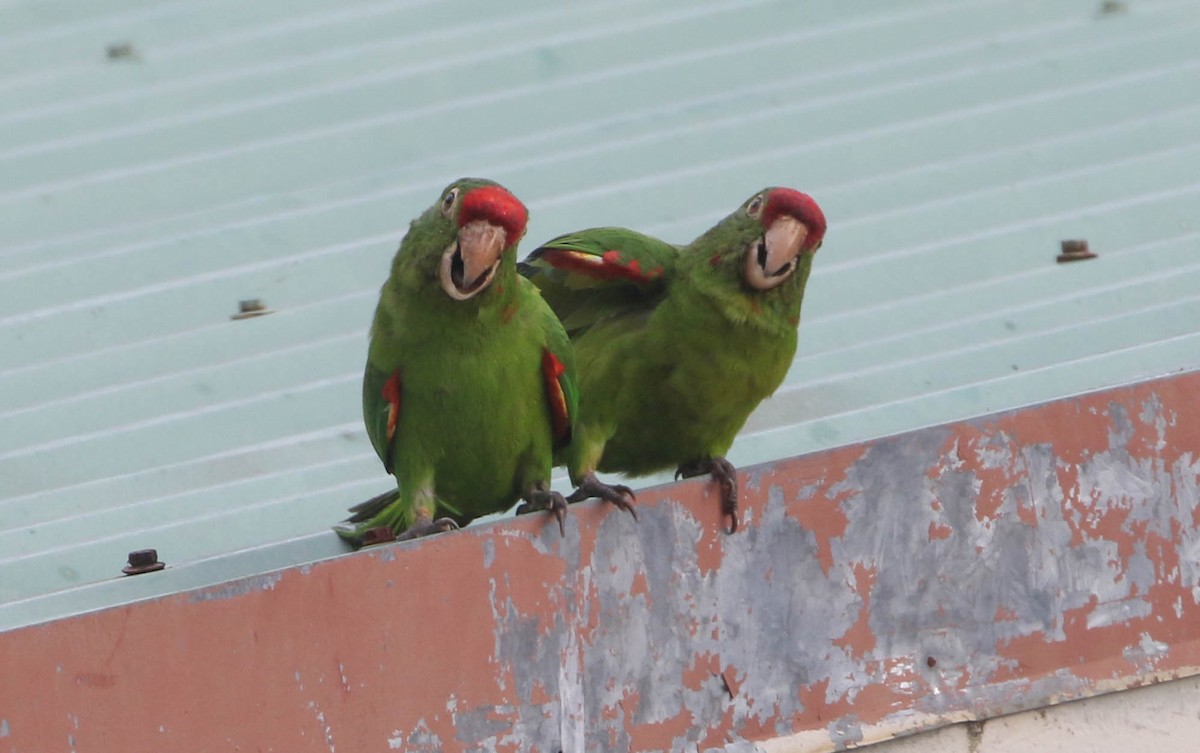 Crimson-fronted Parakeet - Roger Higbee