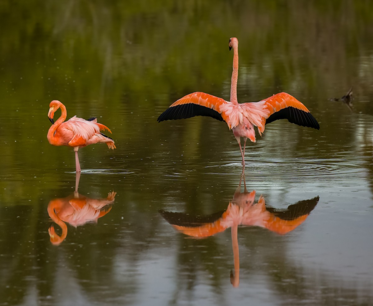 American Flamingo - Carlos Roberto Chavarria